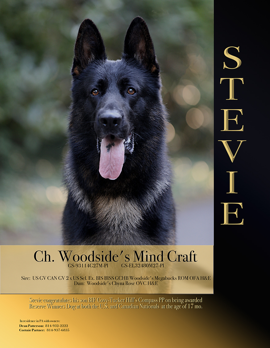 Woodside German Shepherds | 1722 252 St, Aldergrove, BC V4W 2E3, Canada | Phone: (604) 607-7888