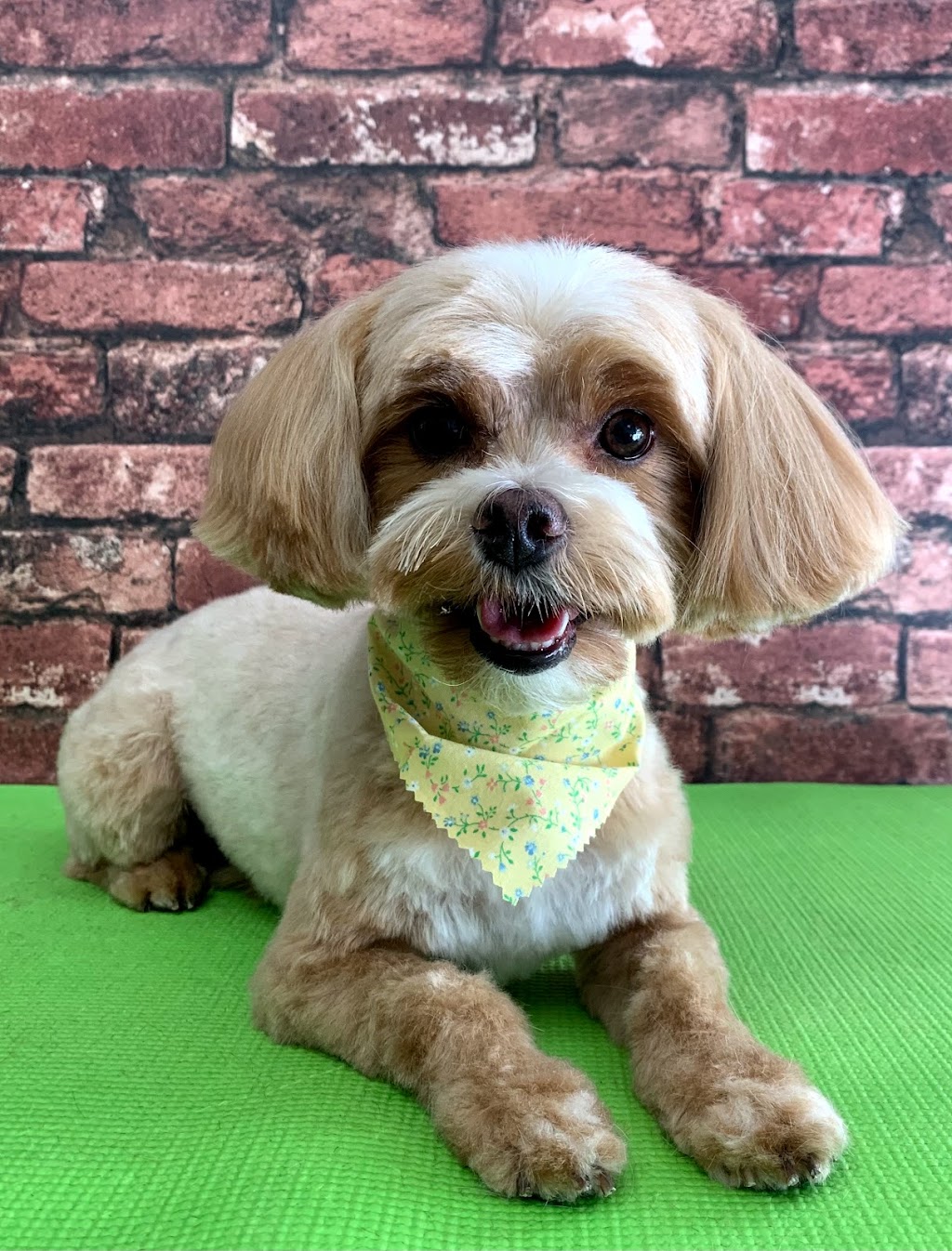 Happy Hounds Dog Grooming | 1 Westwood Wynd, Fort Saskatchewan, AB T8L 4L3, Canada | Phone: (780) 690-2033