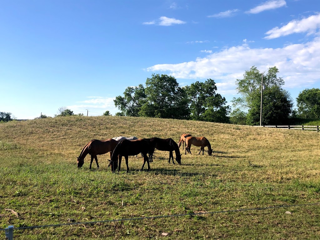 Rusty Jade Ranch | 18070 Duffys Ln, Palgrave, ON L7E 3C4, Canada | Phone: (416) 938-1830