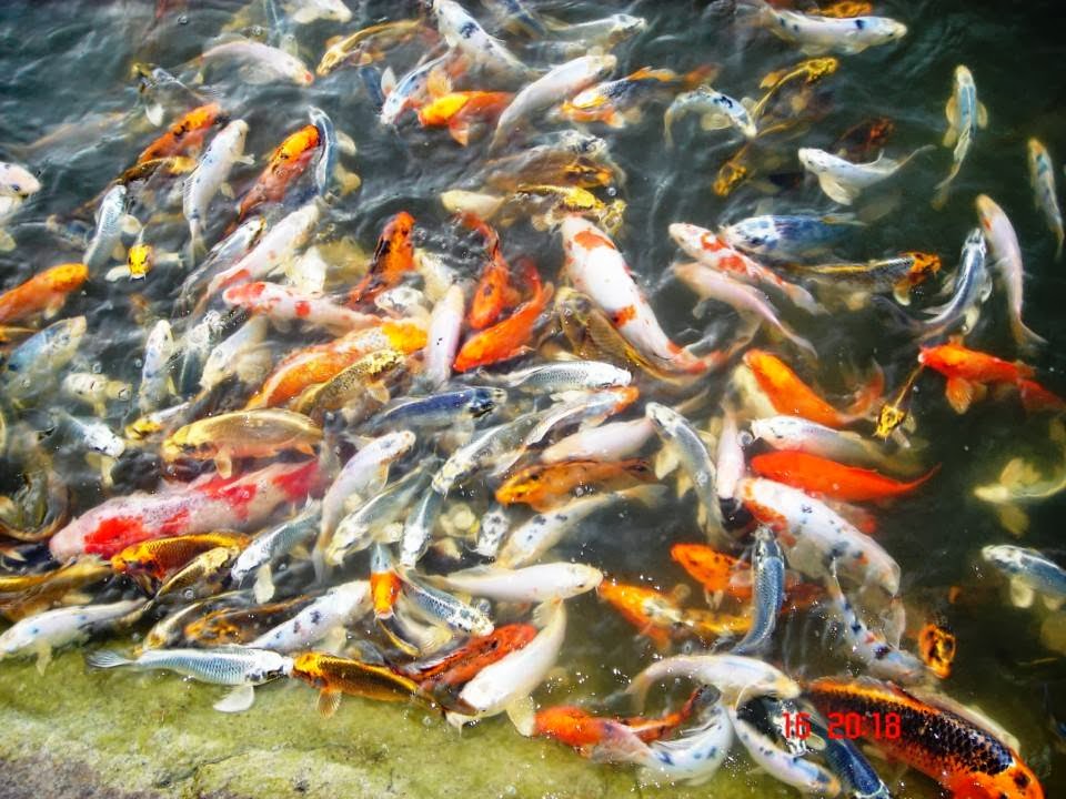 Garden Scents and Koi | 1819 Taylor Line, Coldwater, ON L0K 1E0, Canada | Phone: (705) 686-3913