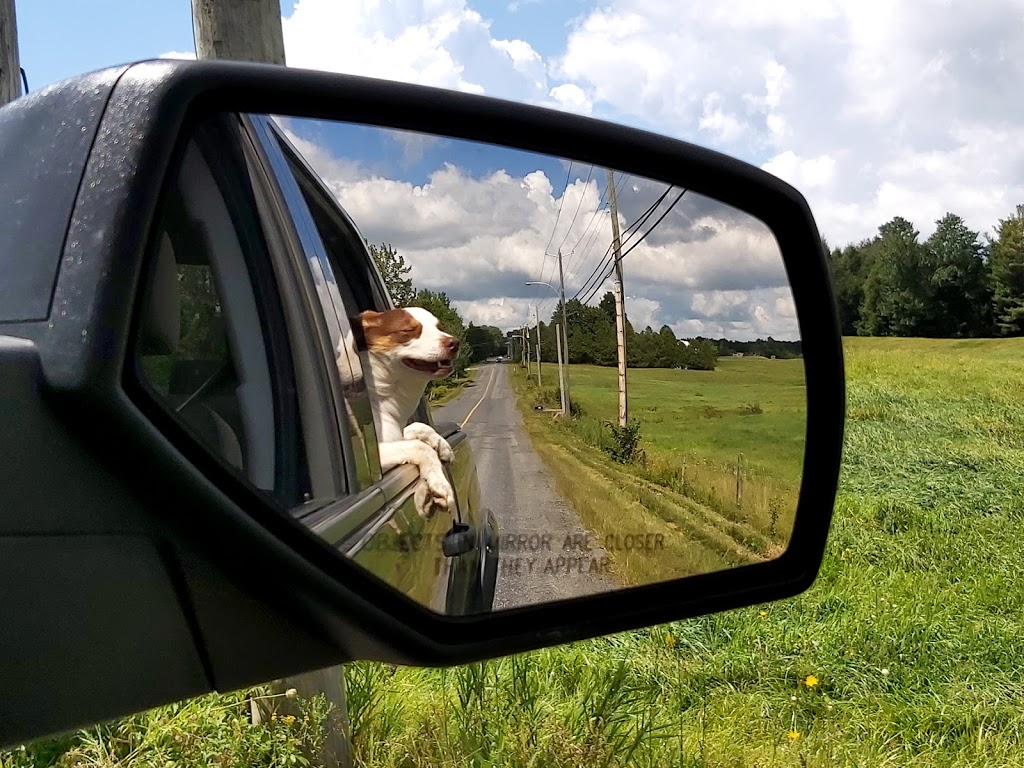 Alpha services Canin, Dressage de chien | 851 Rue Scott, Granby, QC J2H 0L1, Canada | Phone: (450) 531-8018
