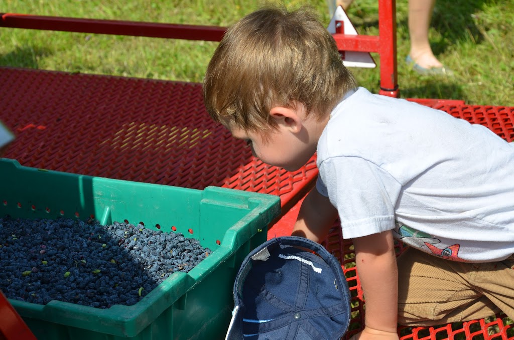 Végétolab - Grossiste de plants fruitiers | 6502 Avenue du Pont N, Alma, QC G8E 1X7, Canada | Phone: (418) 347-1737