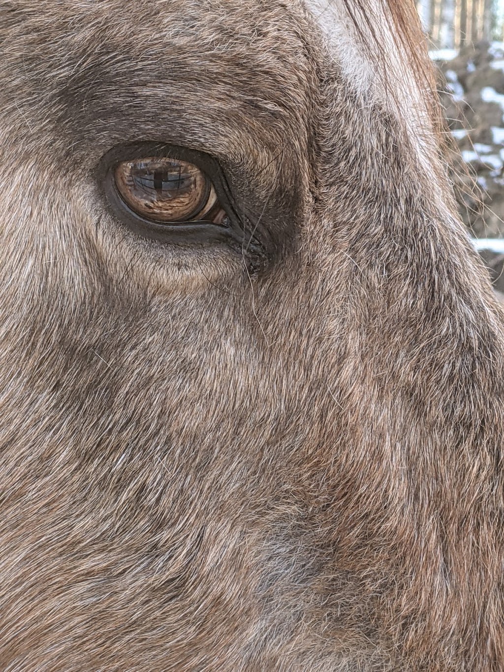 Bear Valley Rescue | Mountain View County, 31123 Range Rd 60, Sundre, AB T0M 1X0, Canada | Phone: (403) 637-2708