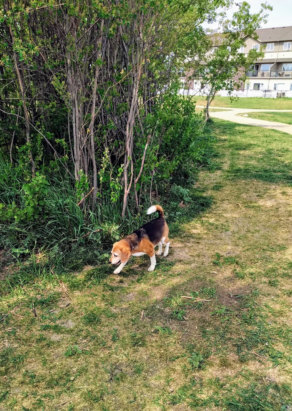 Richardson Dog Park | Richardson Rd, Saskatoon, SK S7L 4E1, Canada