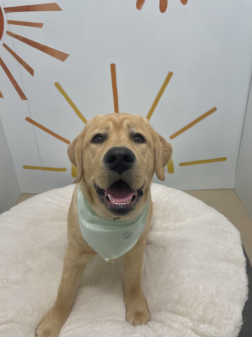 Paiges Puppy Spa | 197 Pictou Rd #2, Truro, NS B2N 2S7, Canada | Phone: (902) 957-1994