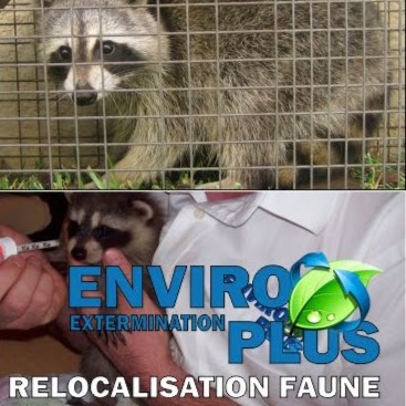 Extermination Enviro Plus | 480 Chemin Saint-Féréol, Les Cèdres, QC J7T 1M6, Canada | Phone: (514) 466-3204