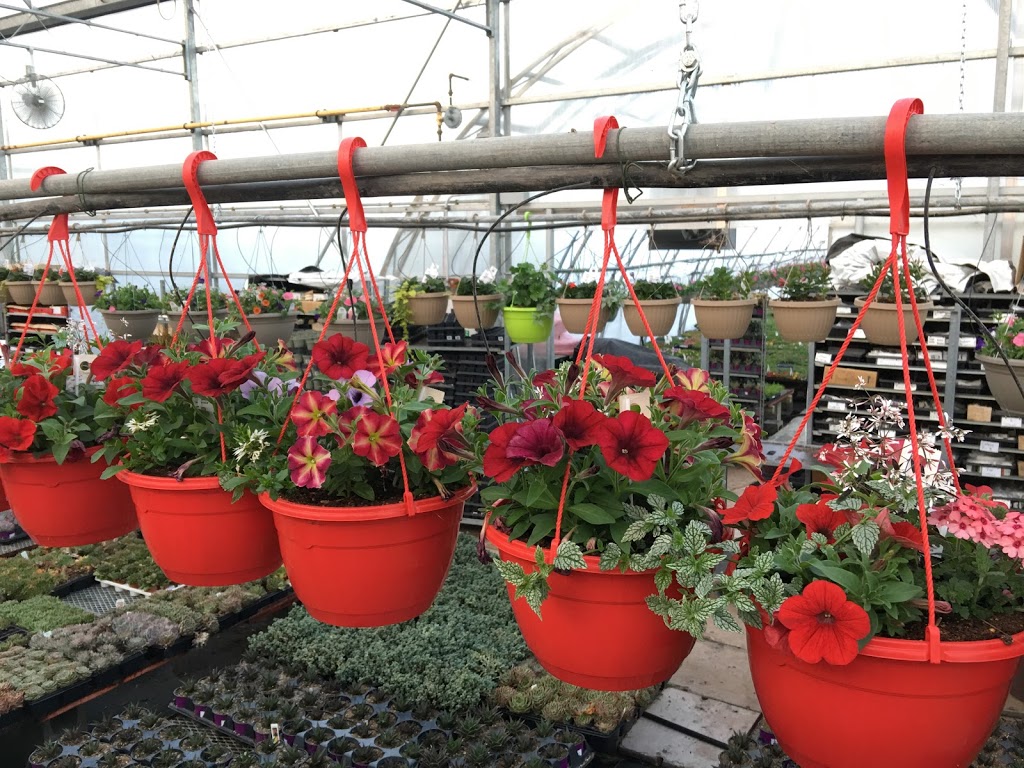 Marvins Gardens Greenhouse | 910 2nd Ave E, Waldheim, SK S0K 4R0, Canada | Phone: (306) 945-5503
