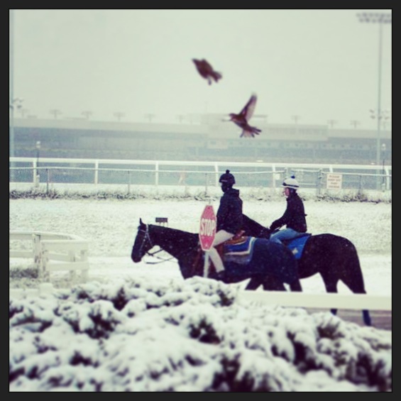 K. Vassilieva Racing Stable | 555 Rexdale Blvd, Etobicoke, ON M9W 5L2, Canada | Phone: (647) 407-0068