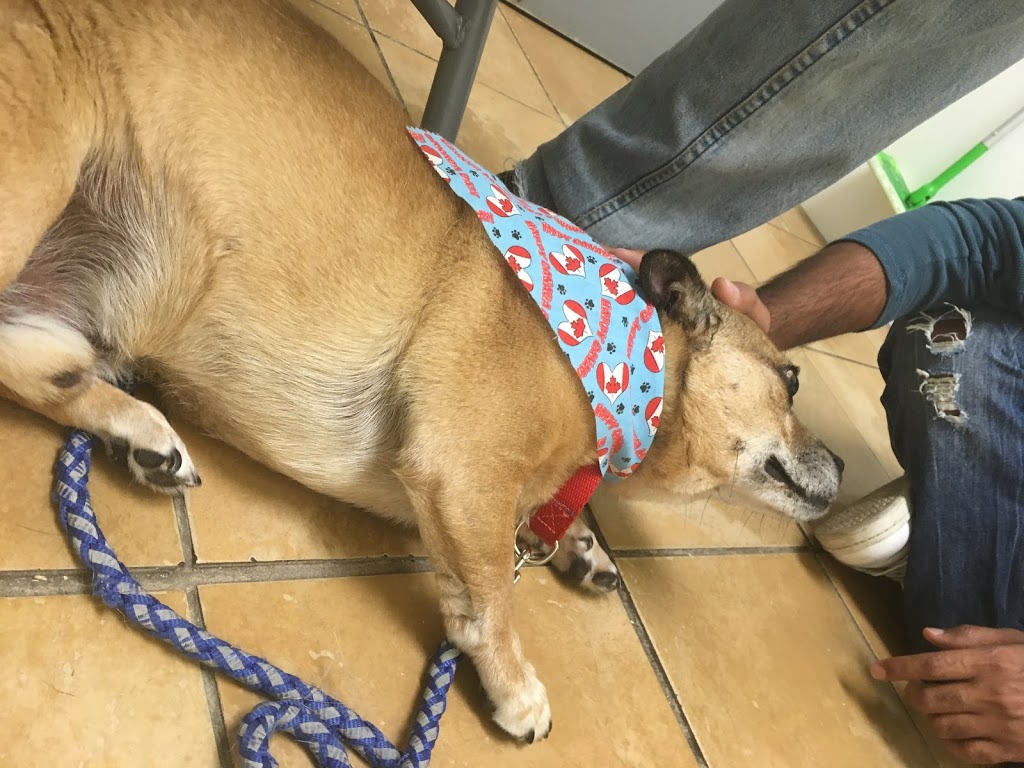 Windsor/Essex County Humane Society | 1375 Provincial Rd, Windsor, ON N8W 5V8, Canada | Phone: (519) 966-5751
