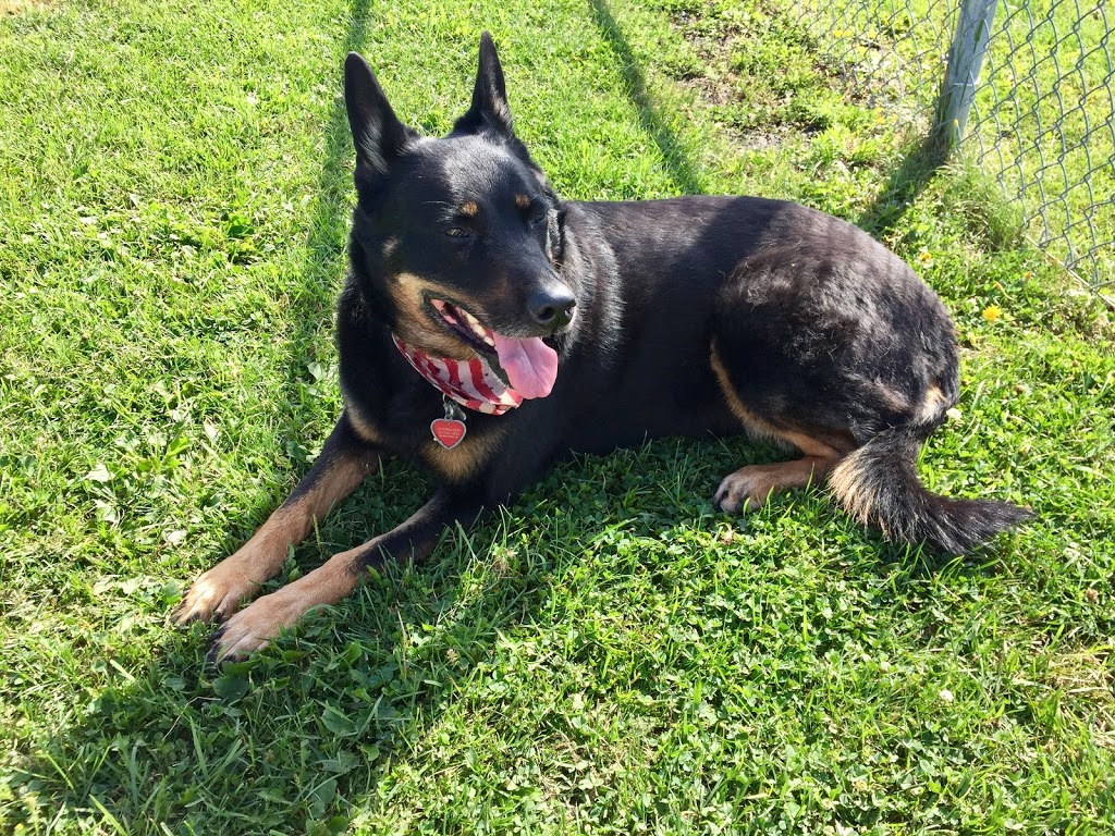 Sussex Bark Park | McLeod Dr, Sussex, NB E4E 2P5, Canada | Phone: (506) 432-4573