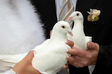 White Wings Worldwide/Release A Dove | 1 First St suite 220, Collingwood, ON L9Y 1A1, Canada | Phone: (416) 422-5561