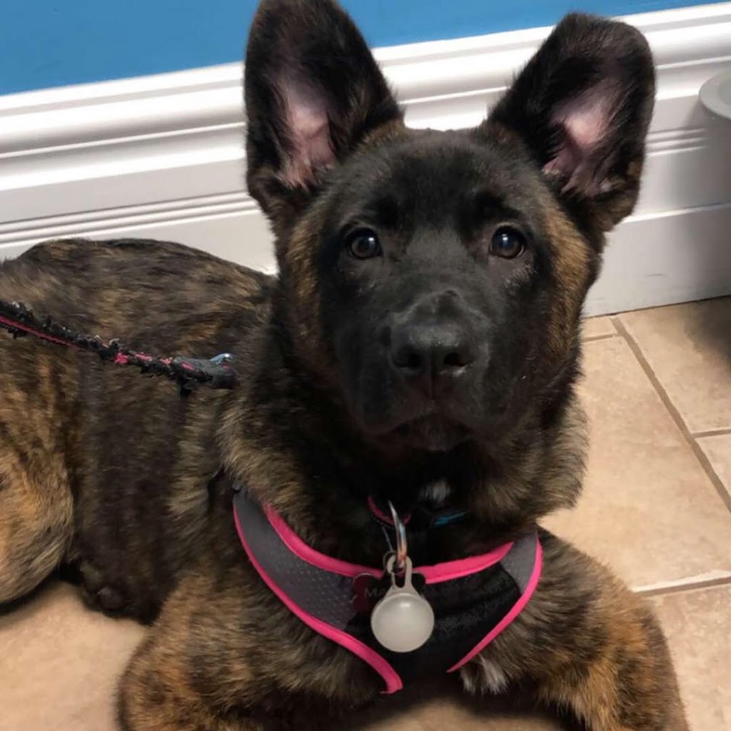 Sherbrooke Heights Animal Hospital | 1625 Sherbrooke St, Peterborough, ON K9K 0E6, Canada | Phone: (705) 745-5550