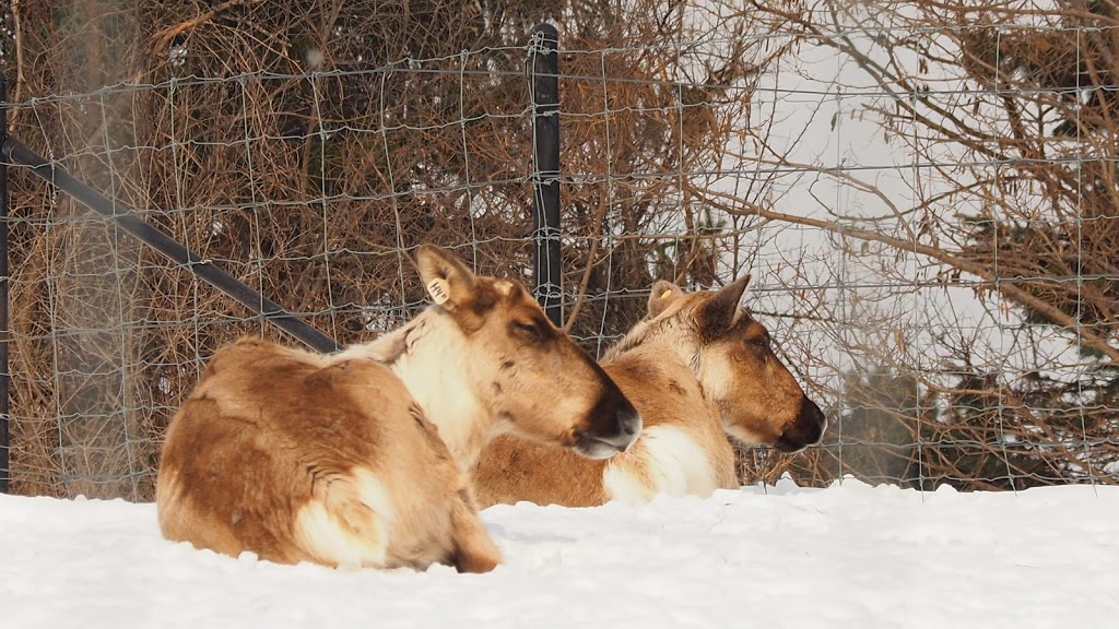 European Reindeer Exhibit | 2000 Meadowvale Rd, Scarborough, ON M1B 5K7, Canada | Phone: (416) 392-5900