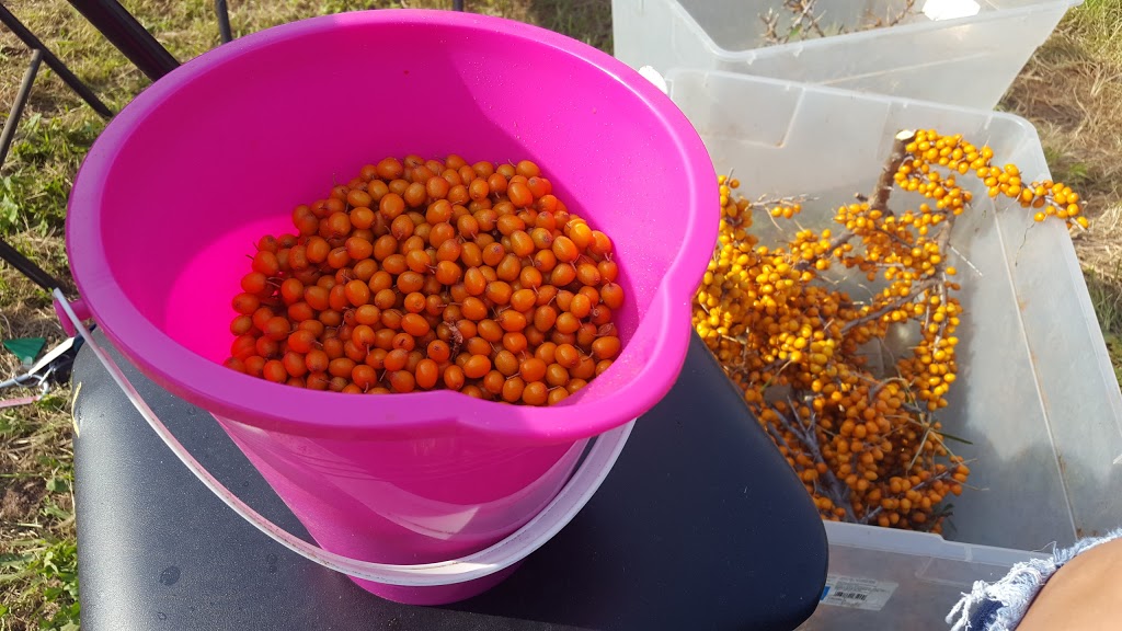 Sea Buckthorn | 320 Red Bank Dr, Red Bank Queens Co, NB E4A 2B1, Canada | Phone: (506) 260-7400