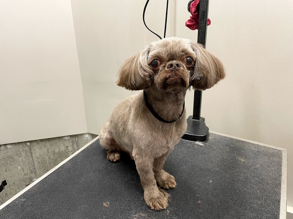 Grooming By Julia | 1817 Tanager Cl NW, Edmonton, AB T5S 0K9, Canada | Phone: (825) 522-3647