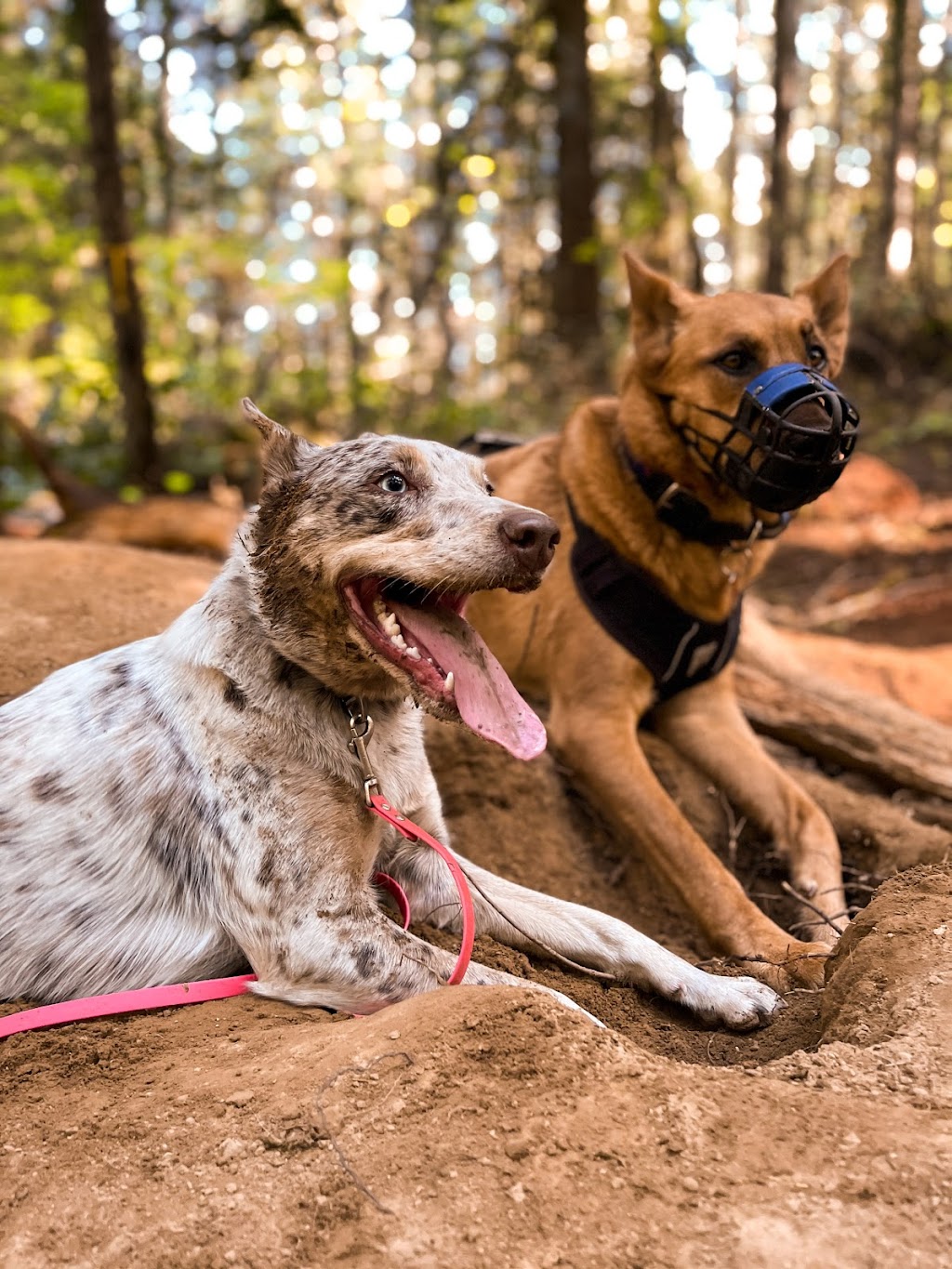 Van Island Pups | Dog Walking | Victoria, BC | 6440 W Saanich Rd, Saanichton, BC V8M 1W8, Canada | Phone: (778) 700-7782