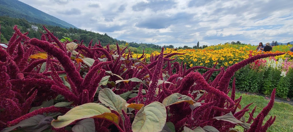Cultus Lake Flower Fest | 4215 Wilson Rd, Chilliwack, BC V2R 5H4, Canada | Phone: (604) 798-7332