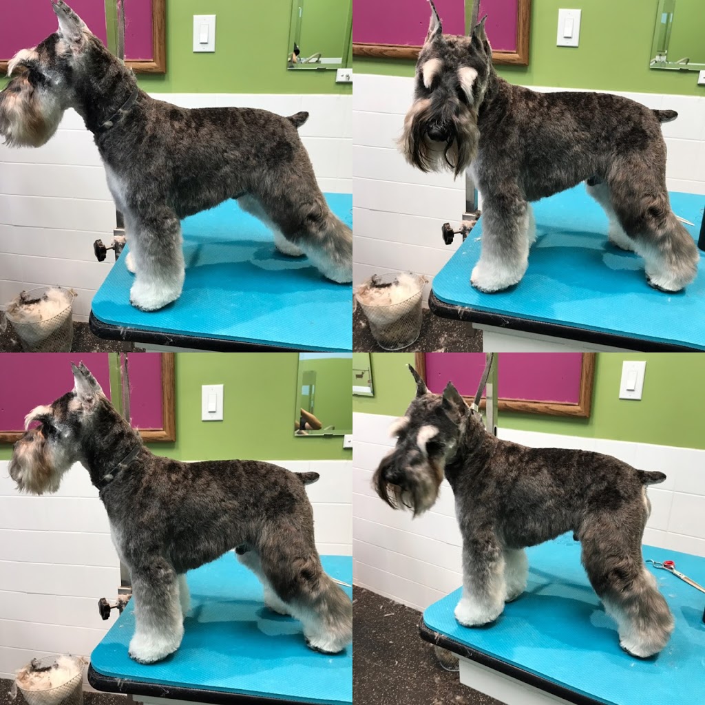Fluffy Spa | 328 York Regional Rd 7 #3, Richmond Hill, ON L4B 3P7, Canada | Phone: (905) 709-9908