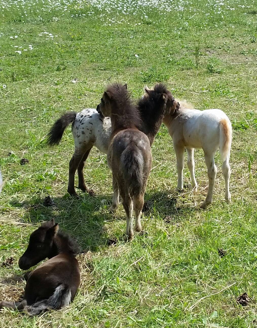 Lake Ridge Farm Miniature Horses | 21751 Simcoe St, Seagrave, ON L0C 1G0, Canada | Phone: (905) 985-4600
