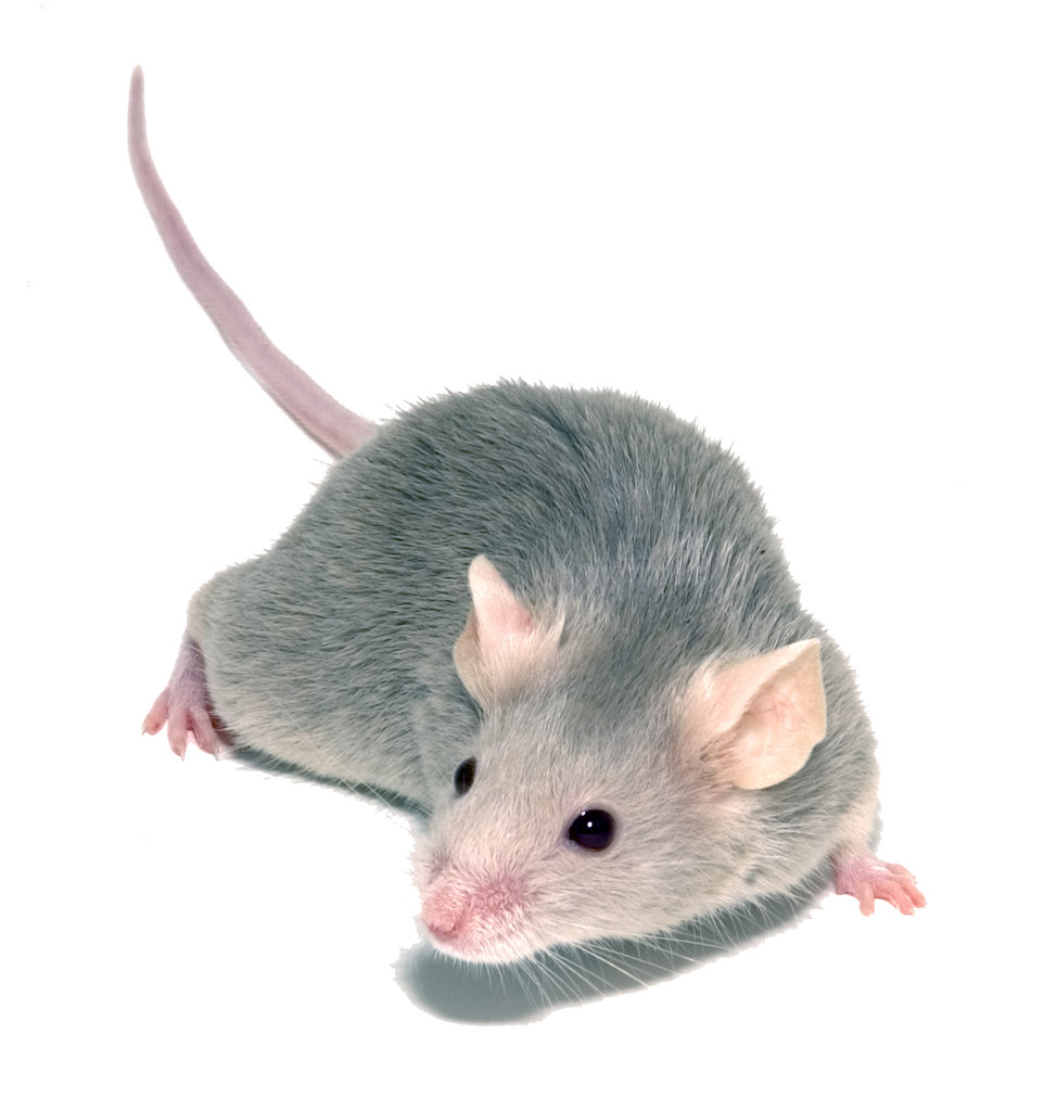 Ottawa Bed Bug Heat Treatment Rental Co-Op | 282 Shakespeare St, Vanier, ON K1L 5M4, Canada | Phone: (613) 296-2221