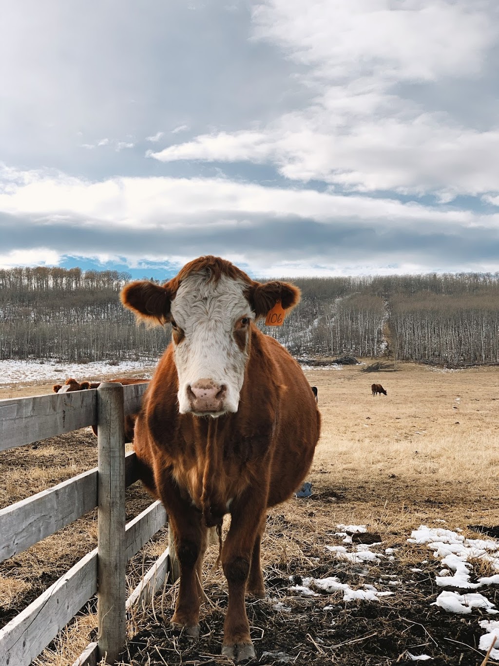 Iron Bull Ranch | 274193 209 St W, Millarville, AB T0L 1K0, Canada | Phone: (647) 618-4369