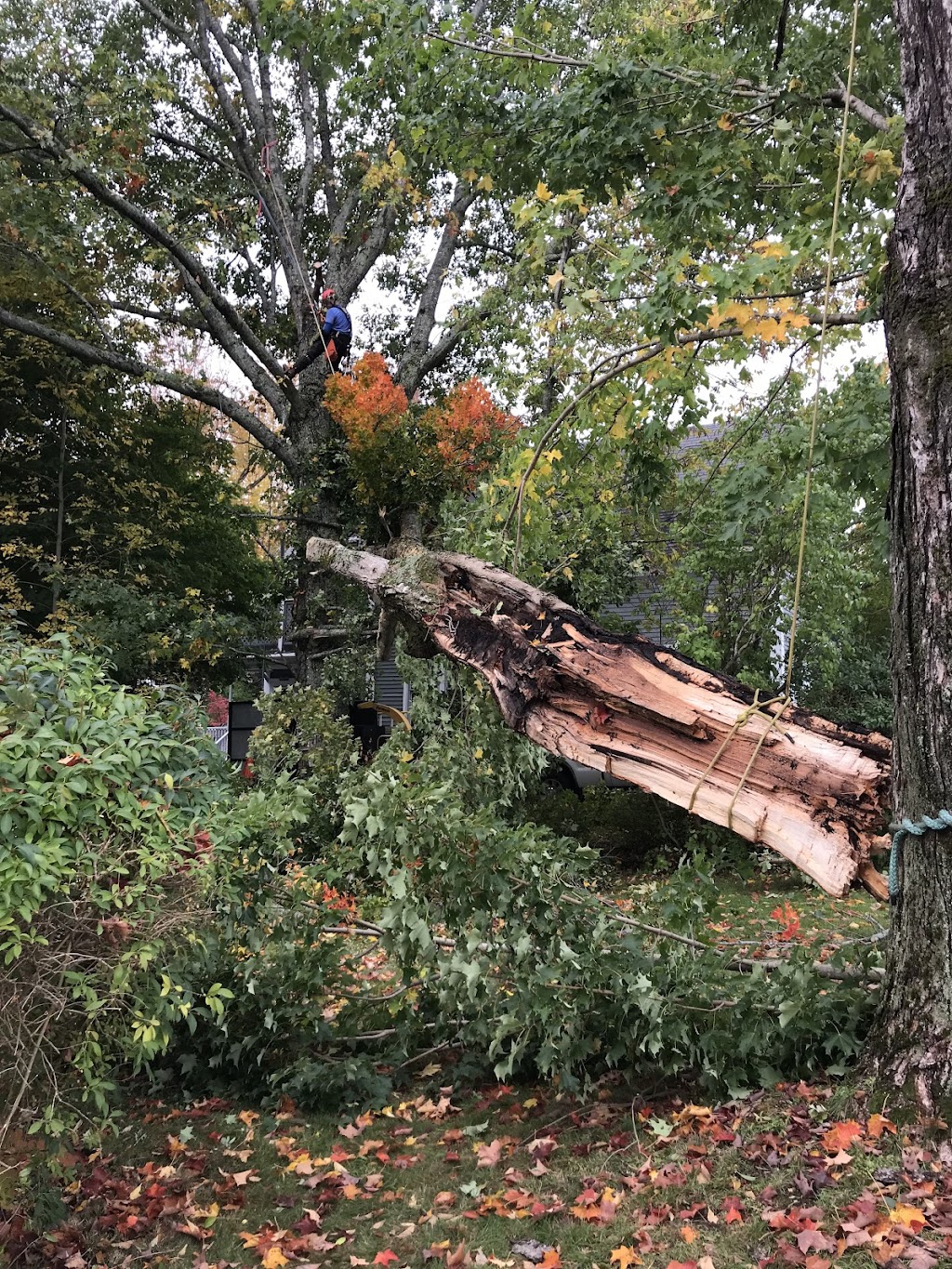 Mayfair Tree Care Ltd | 115 Northwind Rd, Pleasantville, NS B0R 1G0, Canada | Phone: (902) 543-3503