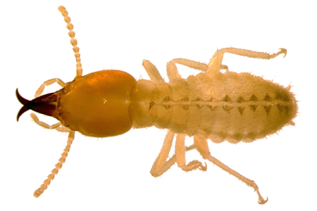 Ally Pest Control Inc. | 4663 Durant St, Port Alberni, BC V9Y 1G3, Canada | Phone: (250) 918-8203