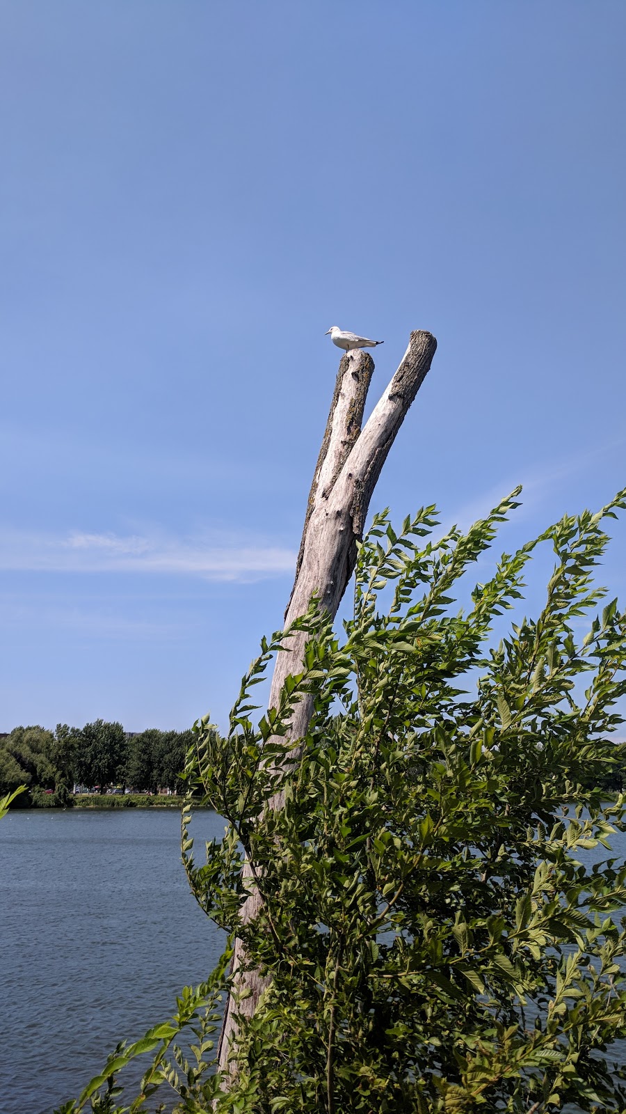 L’Île aux Hérons | LÎle-aux-Hérons, Montreal, QC H8P, Canada