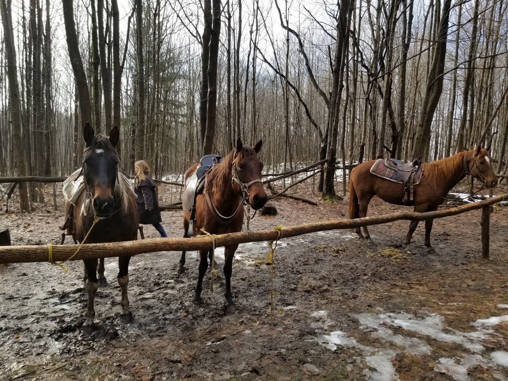 Home On the Range | 41073 Londesboro Rd, Londesborough, ON N0M 2H0, Canada | Phone: (519) 523-9478