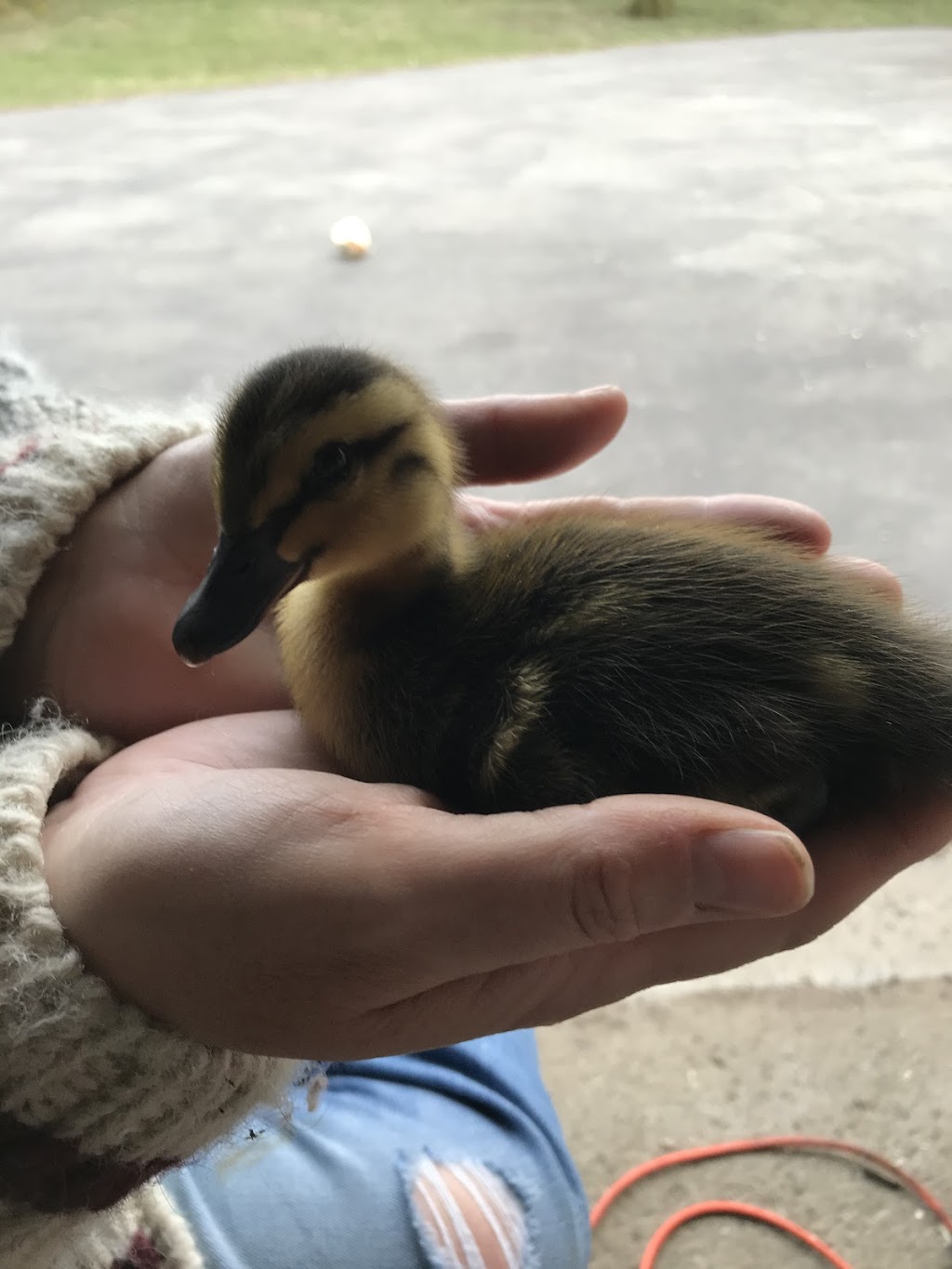 Chickadee Hill Farm | 18249 Shaws Creek Rd, Alton, ON L7K 1L2, Canada | Phone: (519) 350-6411