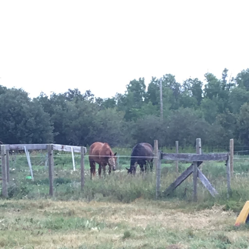 Free Acres Horse Stable | Unnamed Road, 0V0, Kleefeld, MB R0A 0V0, Canada | Phone: (204) 380-9190