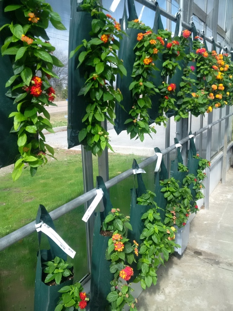 A.M.A. Horticulture Inc. | 2011 Spinks Dr, Kingsville, ON N9Y 2E5, Canada | Phone: (519) 322-1397