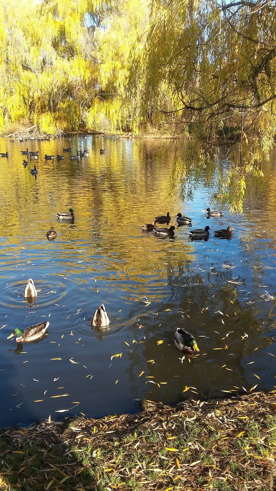 Chichester Wetland Park | 250 Sumac Rd W, Kelowna, BC V1X 6W8, Canada