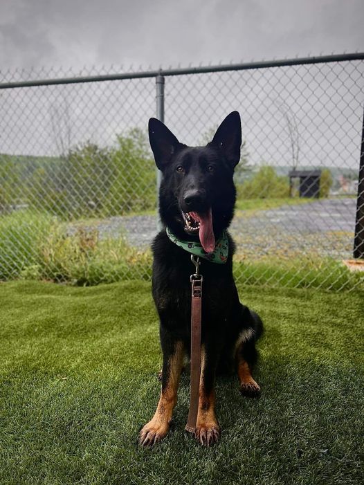 Société protectrice des animaux (SPA) Ville de Lévis | 8100 Rue du Blizzard, Charny, QC G6X 1C9, Canada | Phone: (418) 832-2525