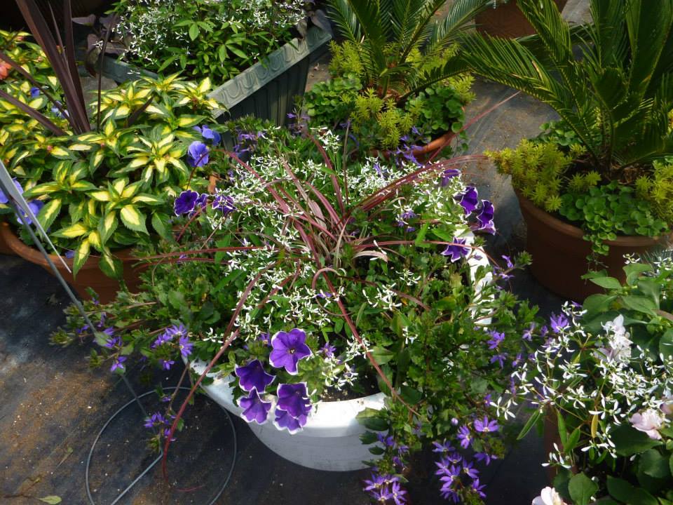 The Garden Path | 7233 Brown Rd, Orono, ON L0B 1M0, Canada | Phone: (905) 983-9579