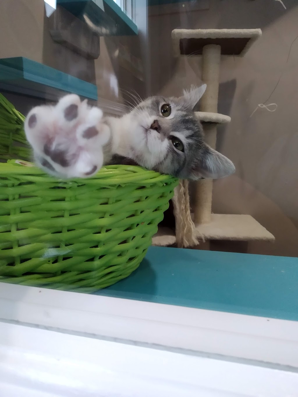 Skinkles Pet Supplies & More | 400 W Front St Building 10, Stirling, ON K0K 3E0, Canada | Phone: (613) 395-0899