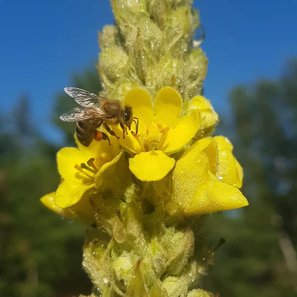 Les Fées Sorcières s.e.n.c. | 330 Chem. des Iles, LAscension, QC J0T 1W0, Canada | Phone: (873) 225-0181