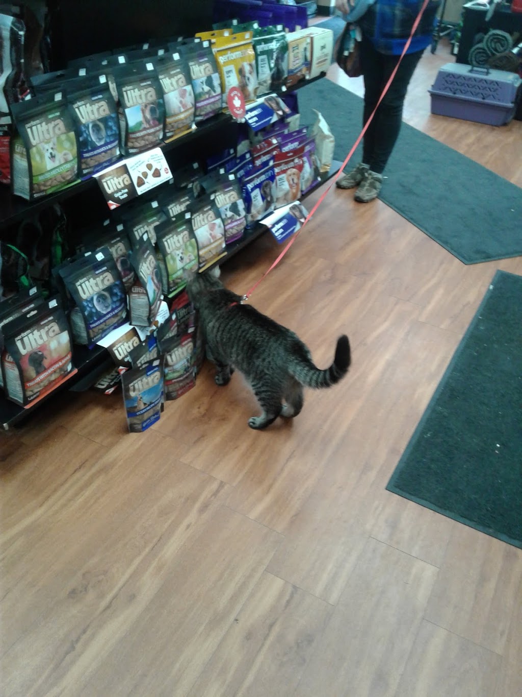 Pet Valu | 94 Bridgeport Rd E, Waterloo, ON N2J 2J9, Canada | Phone: (519) 886-6234