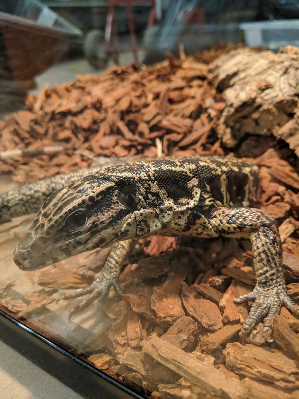 Totally Reptiles | 177 A Blossom Ave, Brantford, ON N3T 5L9, Canada | Phone: (519) 865-6635