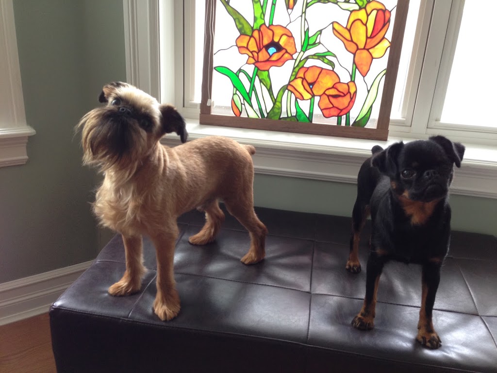 Dogfather Grooming | 2817 Bishop Mountain Rd, Kingston, NS B0P 1R0, Canada | Phone: (782) 352-1051