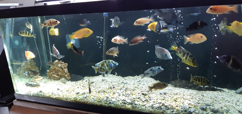 Aquarium Services Plus | 386 6th Ave, Hanover, ON N4N 2G2, Canada | Phone: (705) 358-4926