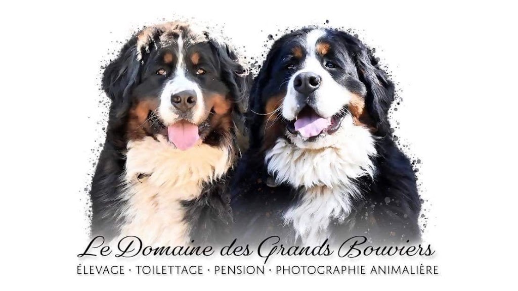 Le Domaine des Grands Bouviers | 1115 4e Rang, Val-Alain, QC G0S 3H0, Canada | Phone: (581) 995-0253