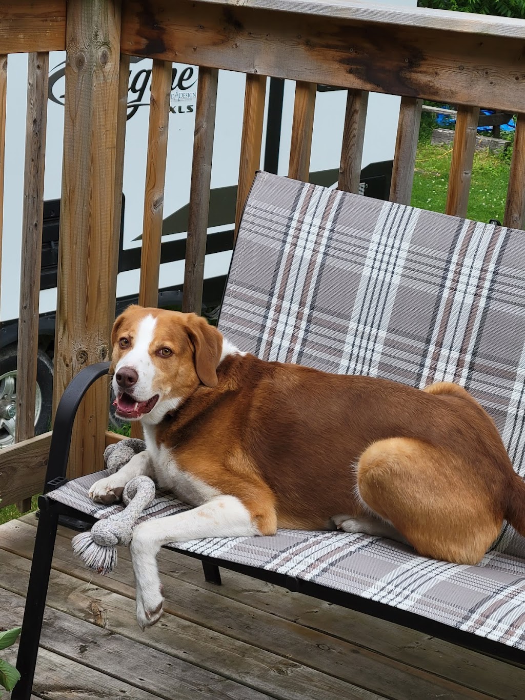 Big Puppy love | 313 Percy St, Waubaushene, ON L0K 2C0, Canada | Phone: (416) 697-8330