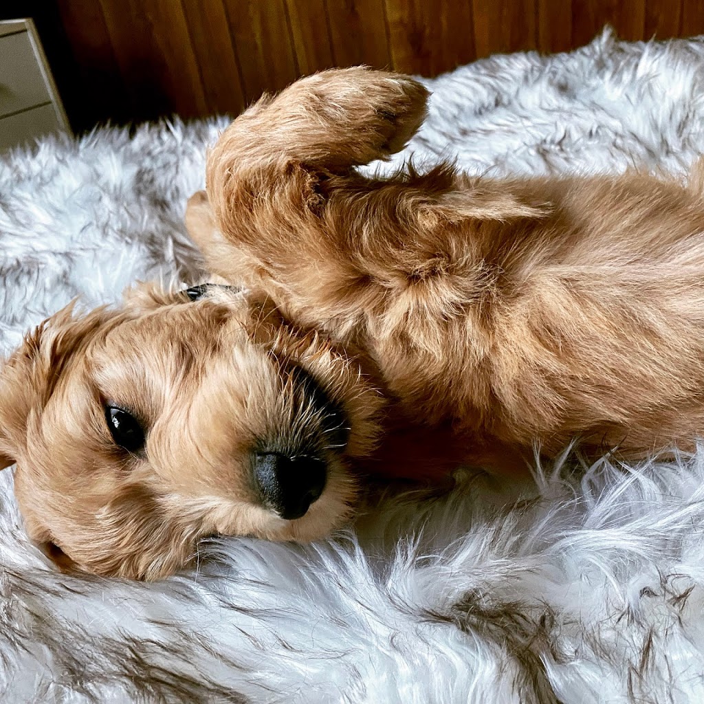 Ponsonby Poodle Doodles | 5941 Wellington Rd 7, Guelph, ON N1H 6J2, Canada | Phone: (519) 830-4334