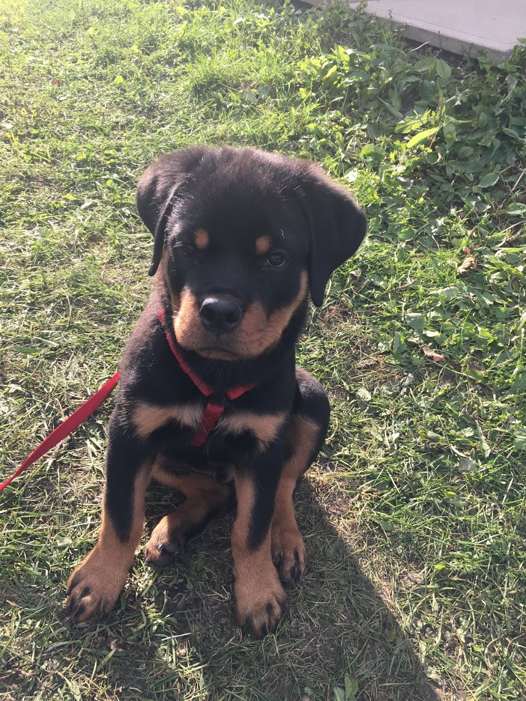 Rotherwood Kennel Rottweiler | Erie Ave S RR 2, Fisherville, ON N0A 1G0, Canada | Phone: (905) 779-0769