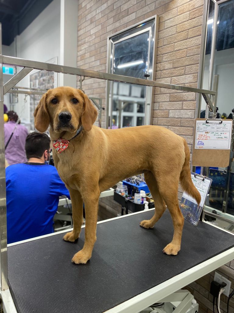 Oh My Dog Spa and Grooming | 5596 Windermere Blvd, Edmonton, AB T6W 2Z8, Canada | Phone: (780) 655-1797