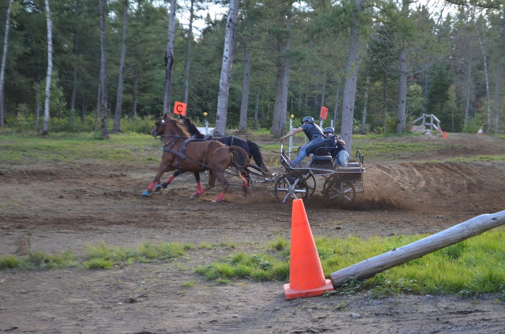 Attelage Performance Quebec | 2161 Chemin de Bélair, Québec, QC G3J 0A6, Canada | Phone: (418) 803-4220