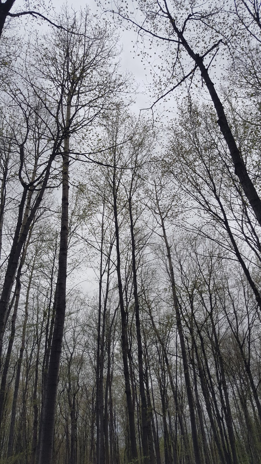 Parc Lauzon | 191 Rue de Castagnier, Gatineau, QC J8R 2P2, Canada