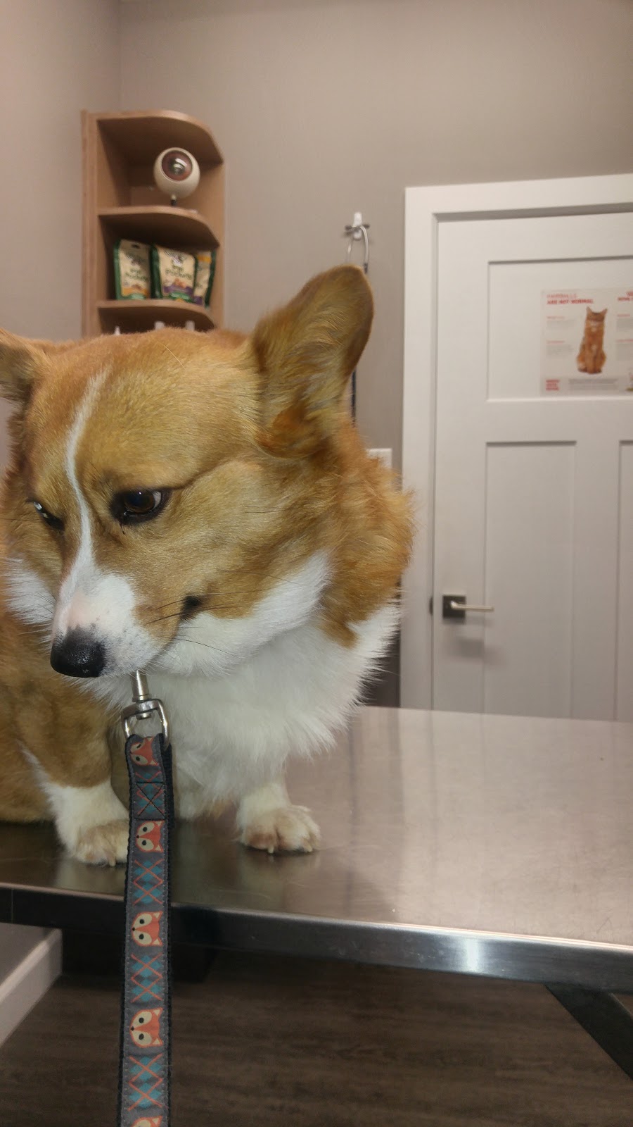 Mississippi Mills Animal Hospital | 497 Ottawa St, Almonte, ON K0A 1A0, Canada | Phone: (613) 256-8000