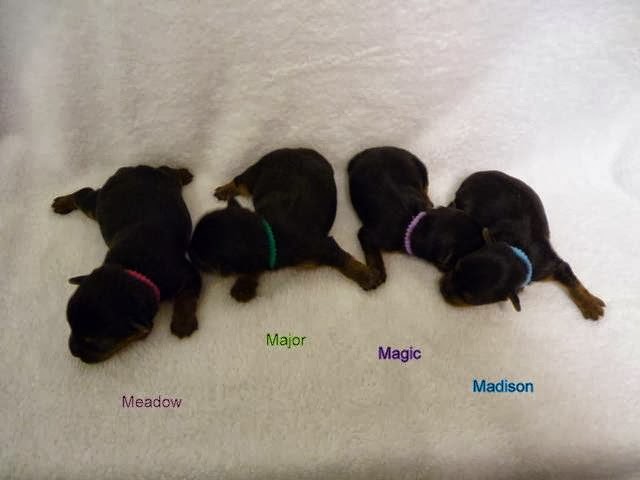 Yorkshire Puddin Pups | 1412 Heritage Rd, Barnwell, AB T0K 0B0, Canada | Phone: (403) 223-8885